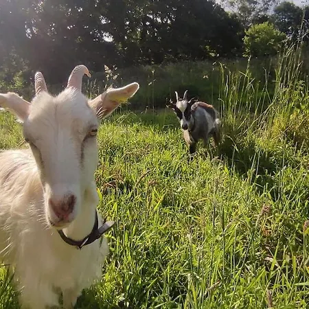 De La Petite Ferme Bretonne * Louargat